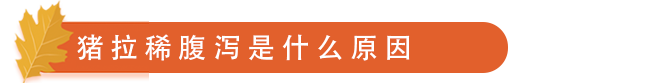 猪腹泻是什么原因.png