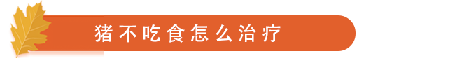 猪不吃食怎么治疗.png