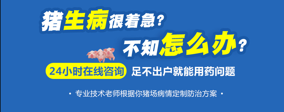 猪生病很着急.jpg