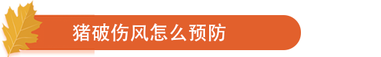 猪破伤风怎么预防.png