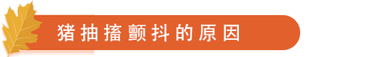 猪抽搐颤抖的原因.png