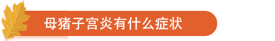 母猪子宫炎有什么症状.png