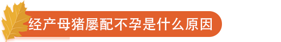 经产母猪屡配不孕是什么原因.png