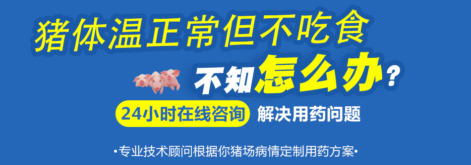 猪体温正常但不吃食.png