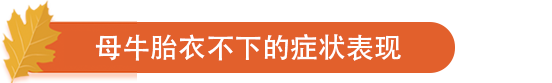 母牛胎衣不下的症状表现.png