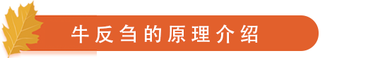 牛反刍的原理介绍.png