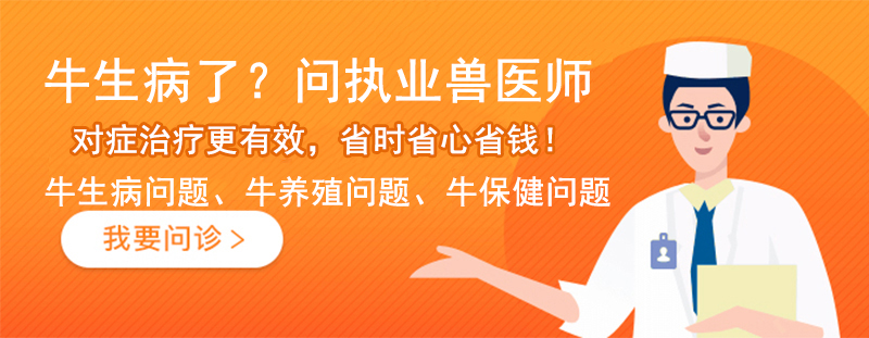 牛生病问老师.jpg