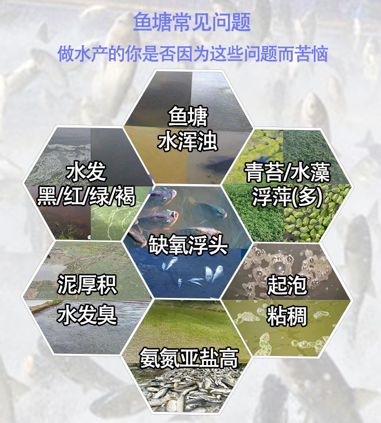 鱼塘.jpg