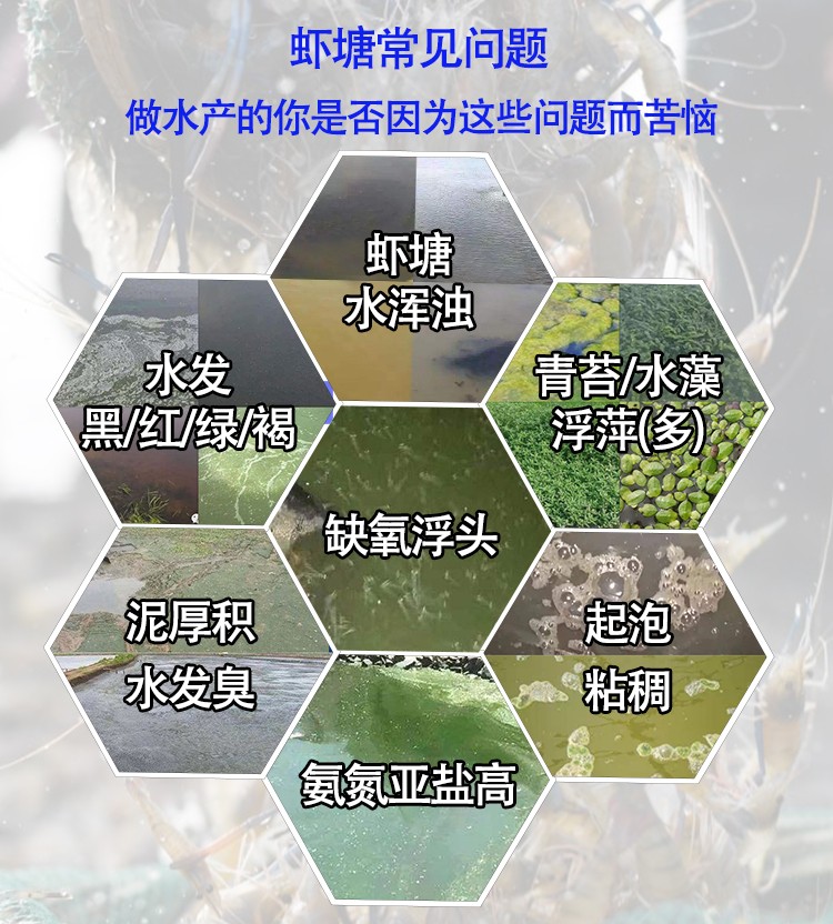 虾塘.jpg